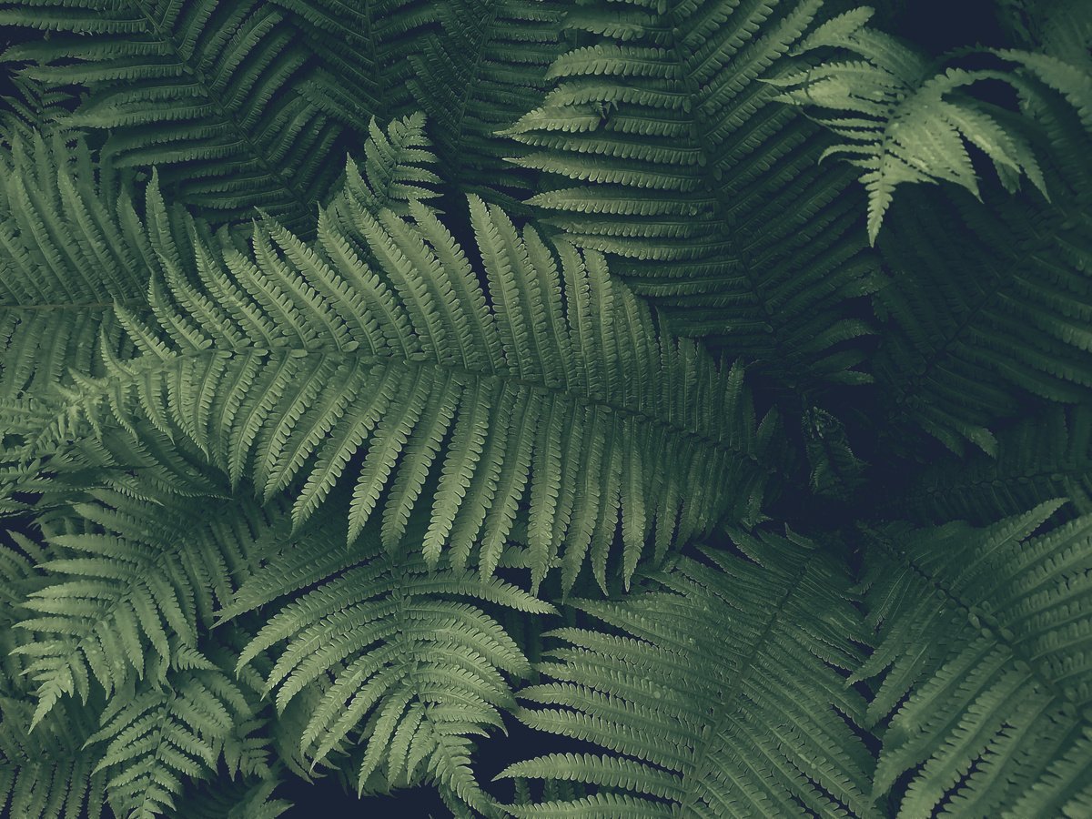 Dark green fern leaves.