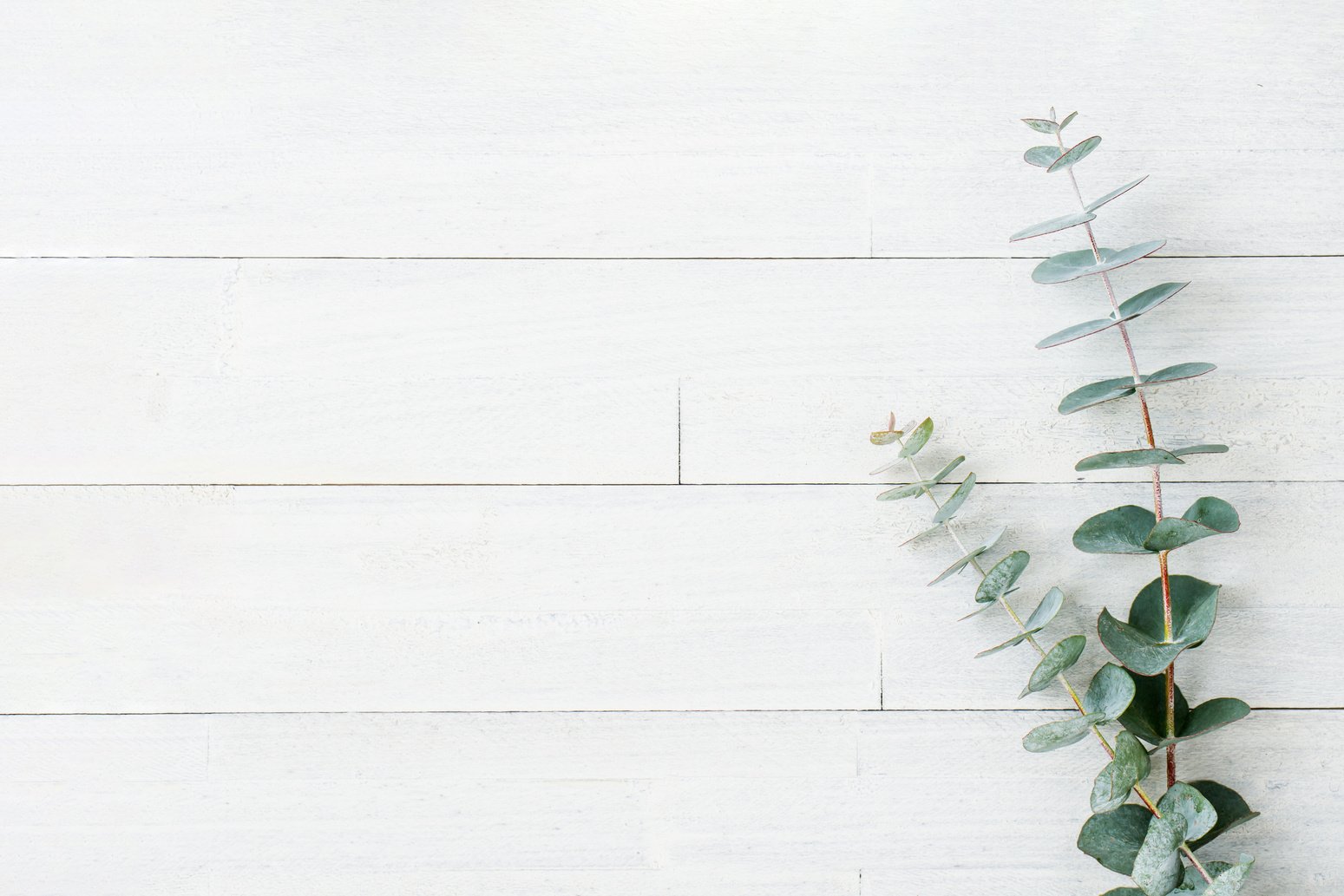 Eucalyptus botanical background